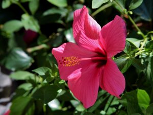 Hibiscus – textiles