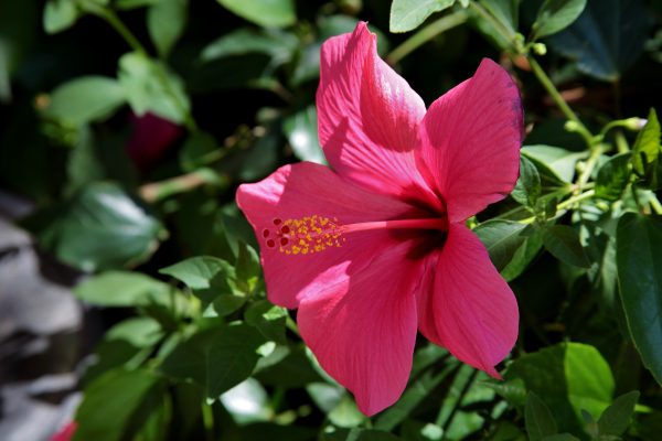 Hibiscus - textiles