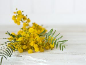 Mimosa – textiles