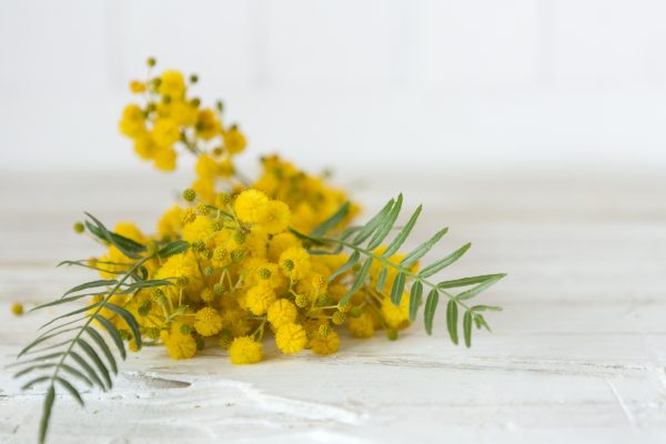 Mimosa - diffuseur