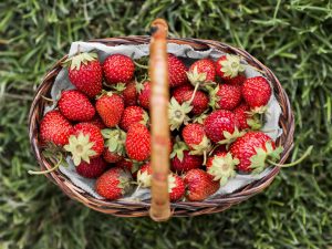 Fraises des bois – fondant