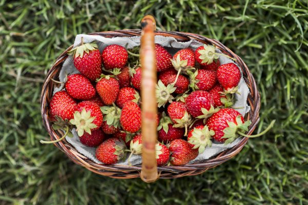 Fraises des bois - fondant